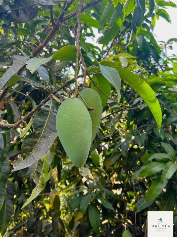 Du Lịch Hậu Giang – Vinh Tour