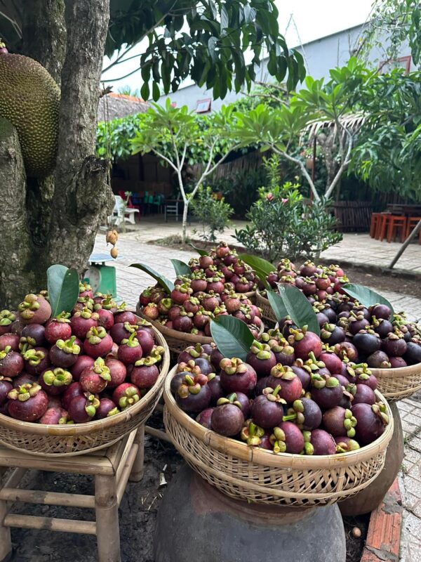 Du Lịch Hậu Giang – Vinh Tour