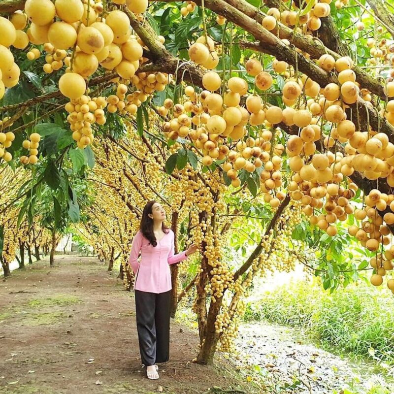 Du Lịch Hậu Giang – Vinh Tour