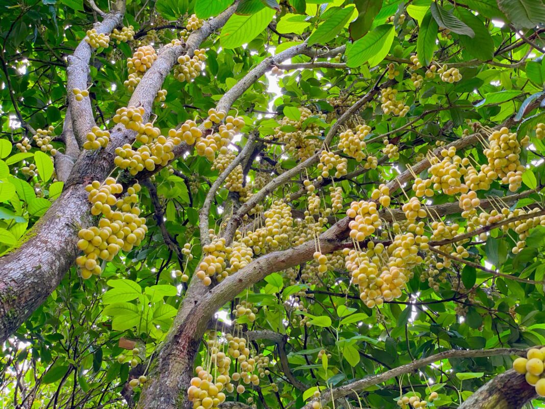 Du Lịch Hậu Giang – Vinh Tour