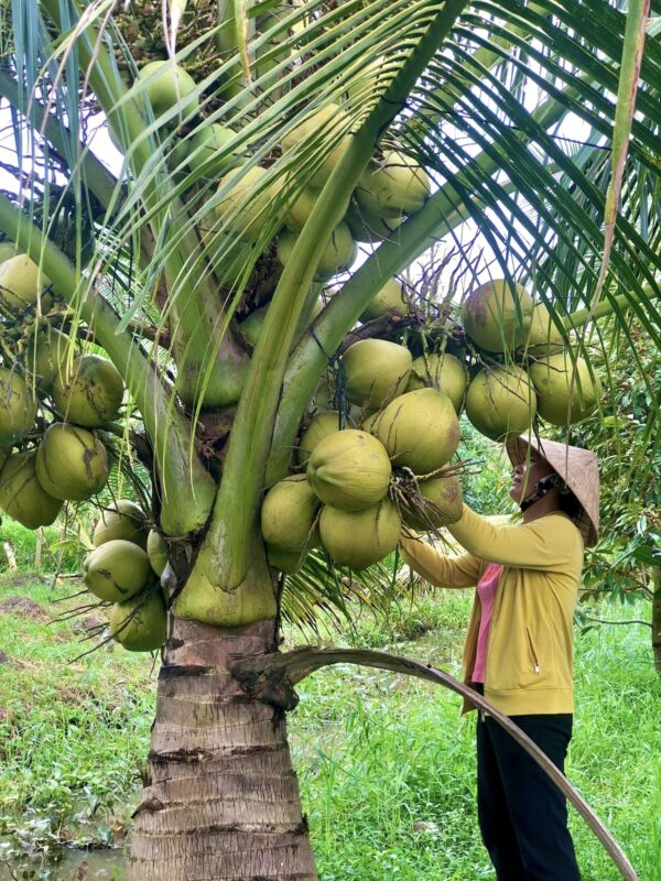 Du Lịch Hậu Giang – Vinh Tour