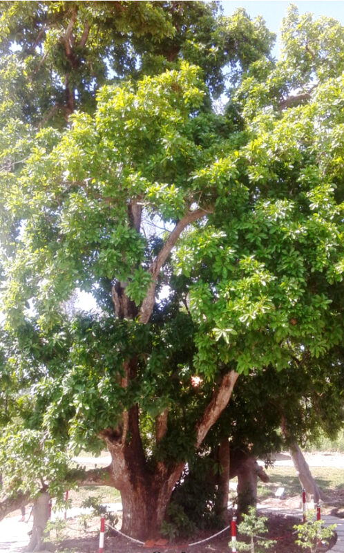 Du Lịch Hậu Giang – Vinh Tour