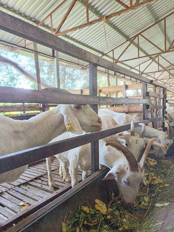 Du Lịch Hậu Giang – Vinh Tour