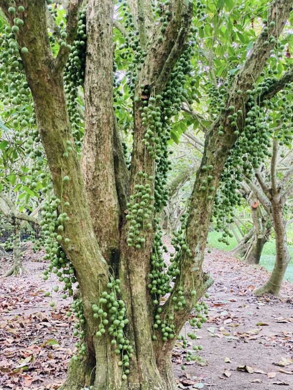 Du Lịch Hậu Giang – Vinh Tour