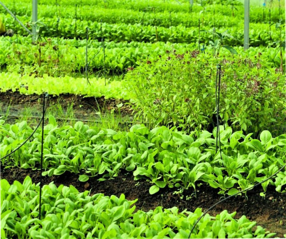 Du Lịch Hậu Giang – Vinh Tour