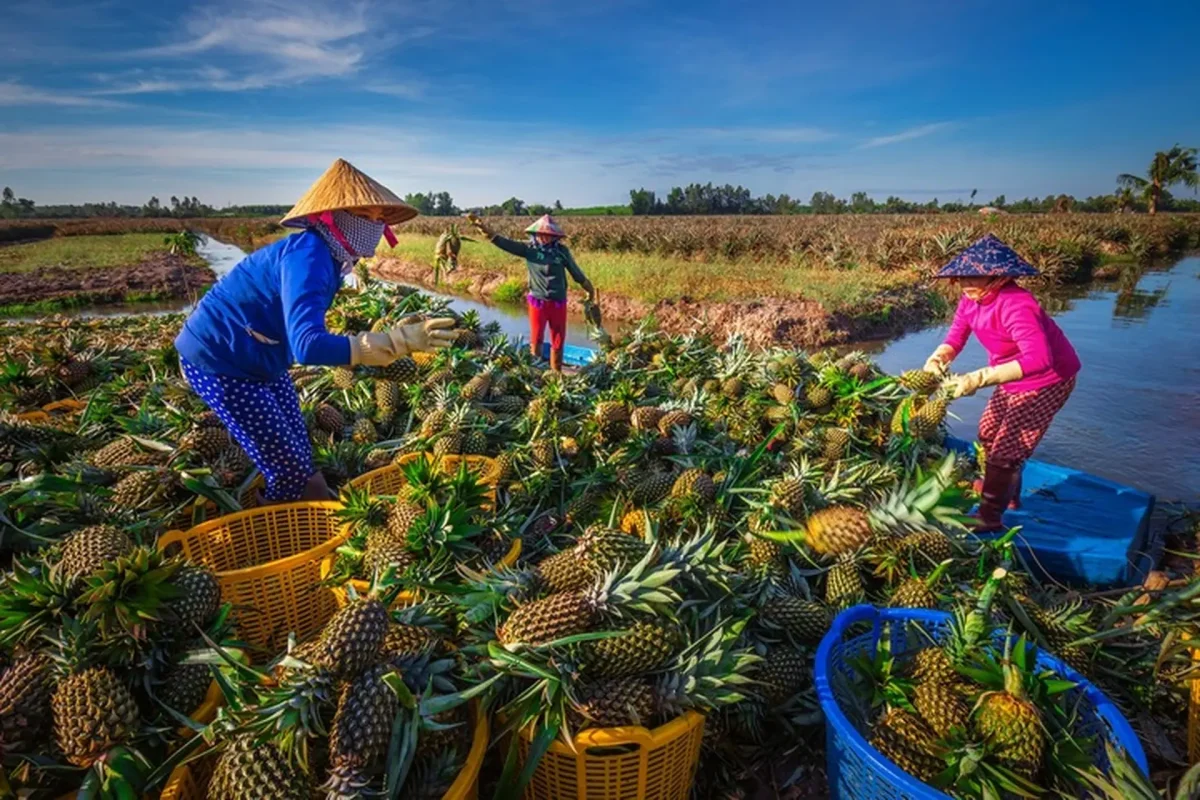 Du Lịch Hậu Giang – Vinh Tour