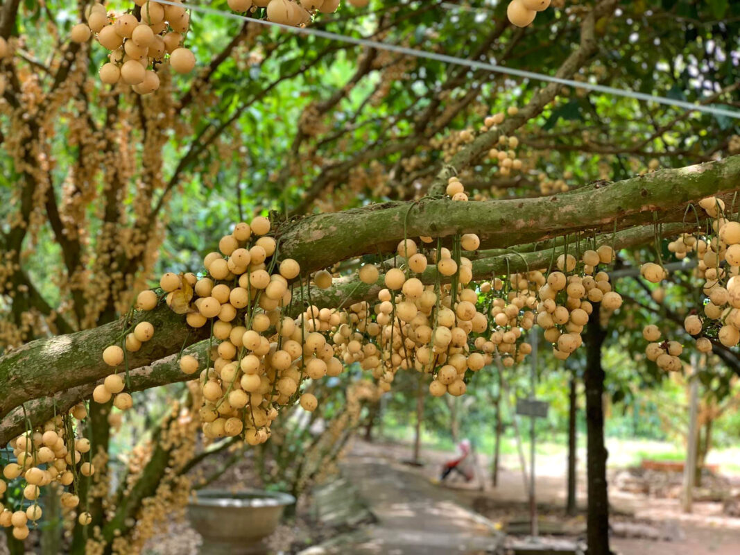 Du Lịch Hậu Giang – Vinh Tour