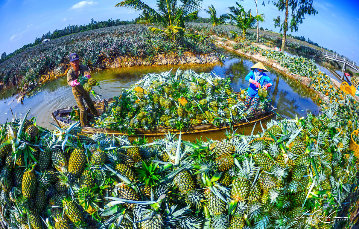 Du Lịch Hậu Giang – Vinh Tour