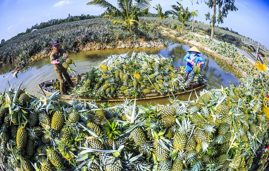 Du Lịch Hậu Giang – Vinh Tour